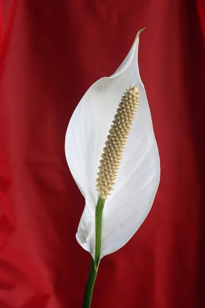 Peace lilly — Stock Photo, Image