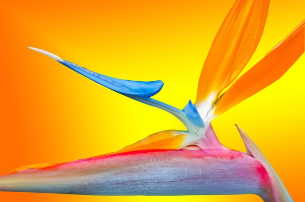 Paradiesvogel Blume sehr hell — Stockfoto