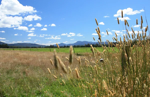 Kiama country — Stock Photo, Image