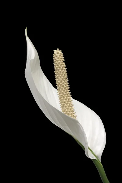 Pace lilly — Foto Stock