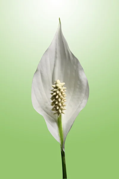 Pace lilly — Foto Stock