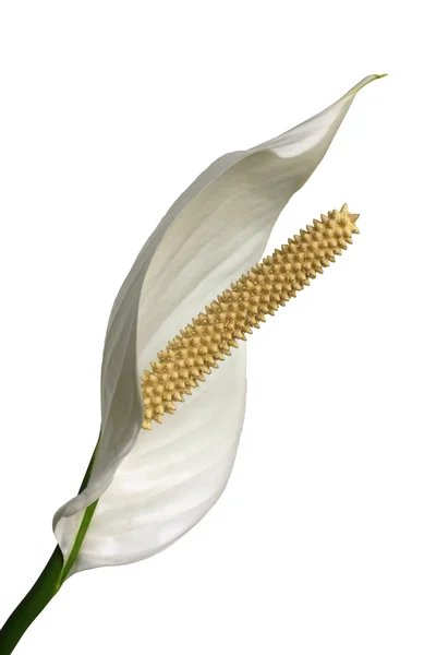 Peace lilly on white background — Stock Photo, Image