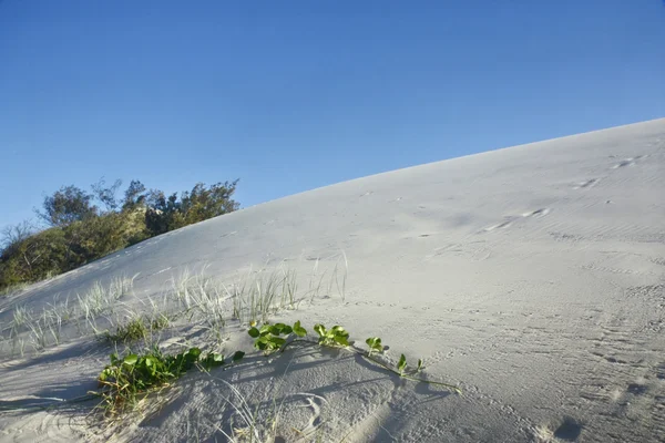 Sanddünen Fraser Island — Stockfoto
