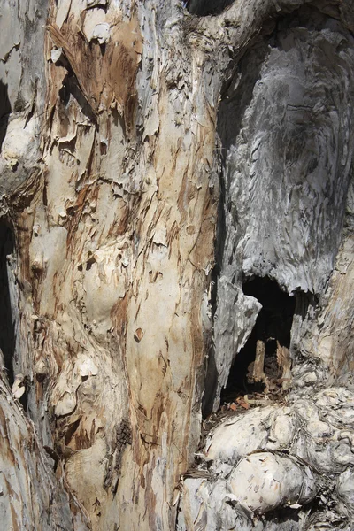 紙の樹皮の木 — ストック写真
