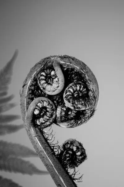 Baumfarn in schwarz-weiß — Stockfoto
