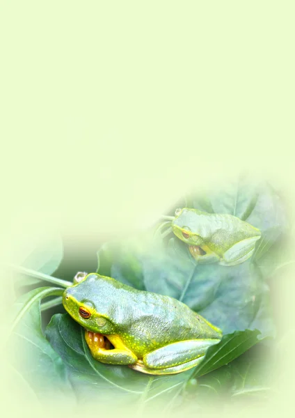 Frog notepad — Stock Photo, Image