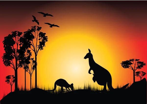 Sonnenuntergang mit zwei Kängurus — Stockfoto