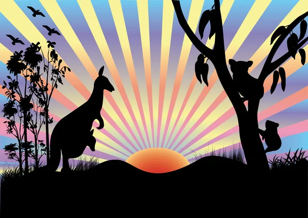 Koala and kangaroo in sunset — Stock Vector