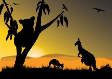 Kanguru Koala
