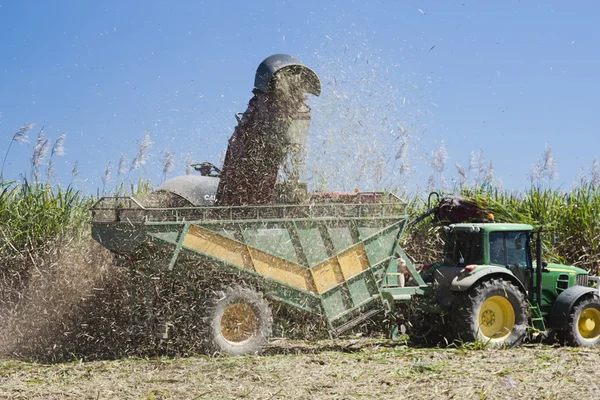 Polvo de corte de caña — Foto de Stock