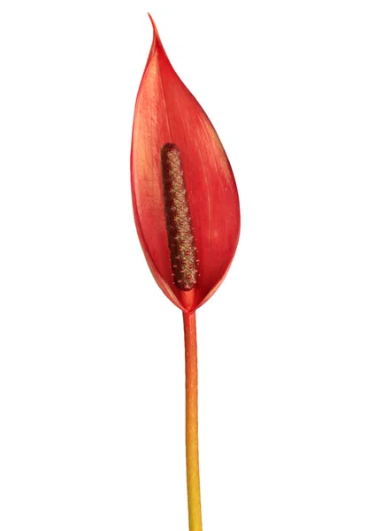 Één anthurium ark bloem — Stockfoto