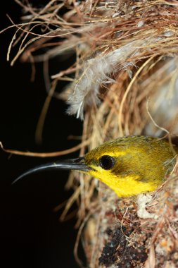Zeytin destekli sunbird