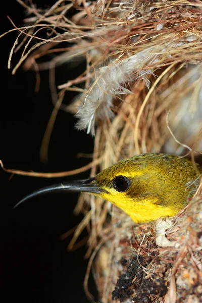 Olive-backed Sunbird — Stock Photo, Image