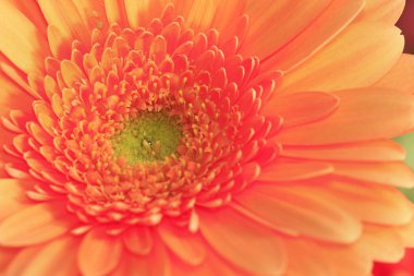 gerbra yakın çekim