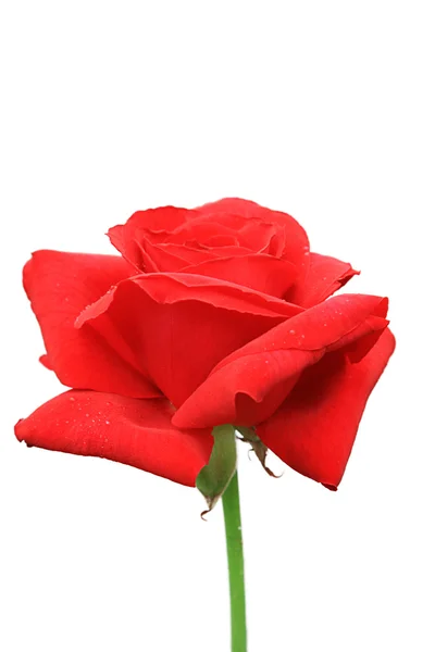 Red rose — Stock Photo, Image