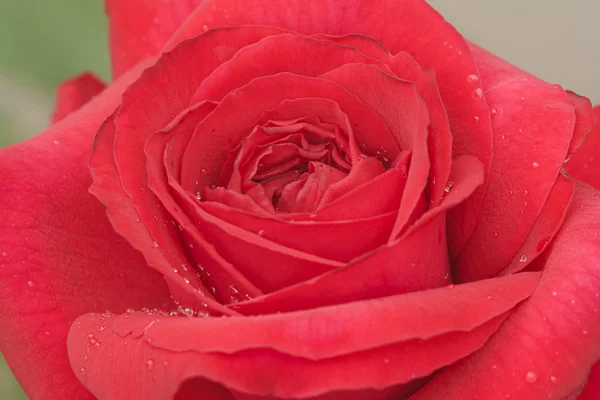 Close up of red rose — Stock Photo, Image