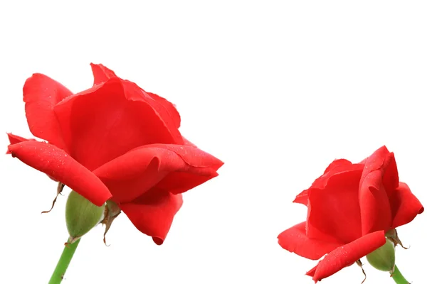 Dos rosas rojas — Foto de Stock