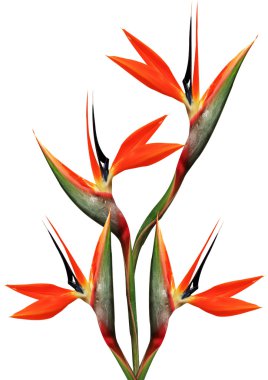 beautiful bird of paradise bouquet clipart