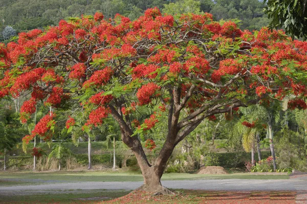 Poinciana drzewo — Zdjęcie stockowe