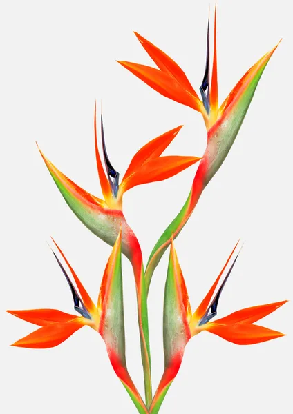 Beautiful bright bird of paradise bouquet — Stock Photo, Image