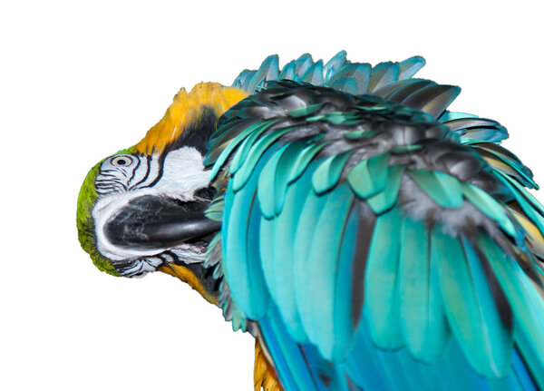 A beautiful blue Macaw