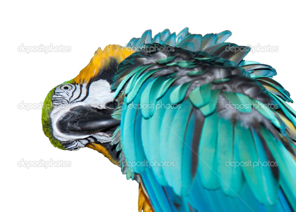 A beautiful blue Macaw