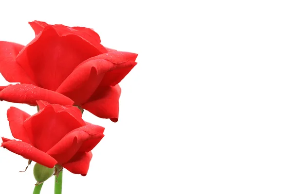 Två röda rosor tillsammans — Stockfoto
