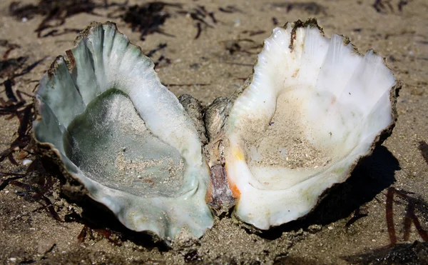 Muschelschale — Stockfoto