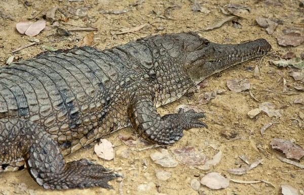 Fresh water crocodile — Stock Photo, Image