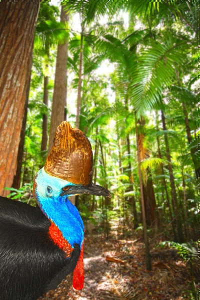 熱帯雨林でヒクイドリ — ストック写真