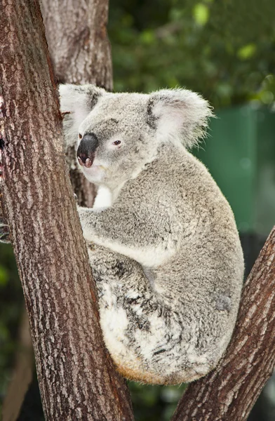 Koala 3 — Stock Photo, Image