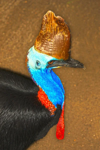 Cassowary 2 — Stock fotografie