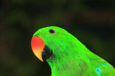 Eclectus papağanı