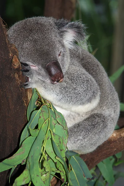 Koala w cairns wildlife park — Zdjęcie stockowe