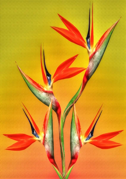 Uccello del paradiso fiore su sfondo arancione e giallo — Foto Stock
