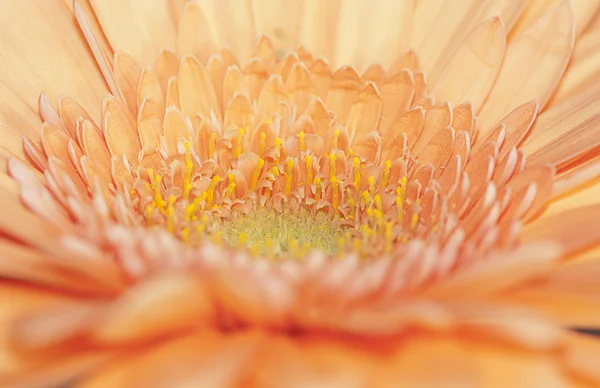 Orange gerbera närbild — Stockfoto