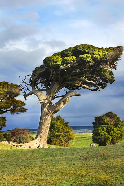 Wind veegde boom — Stockfoto