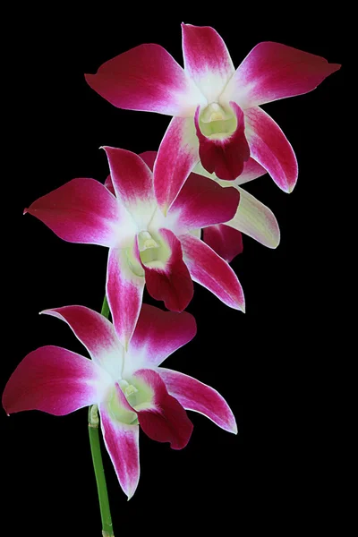 Den.sonia earsakul Orchidee — Stockfoto