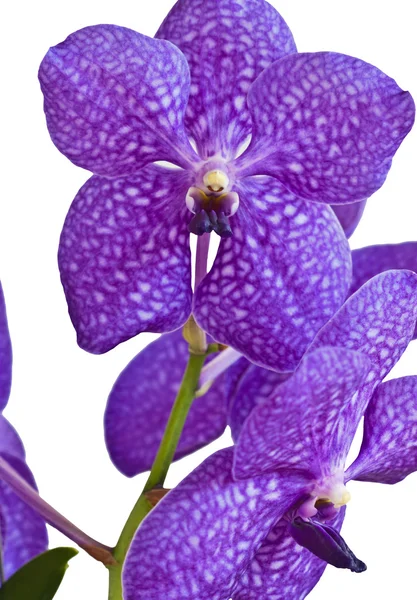 Vanda Pachara Delizia Blu — Foto Stock