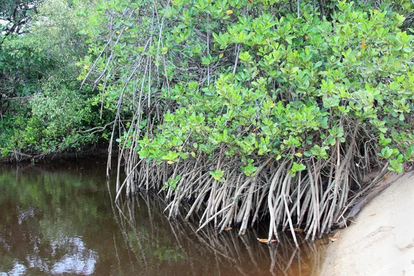 Mangrove vatten — Stockfoto