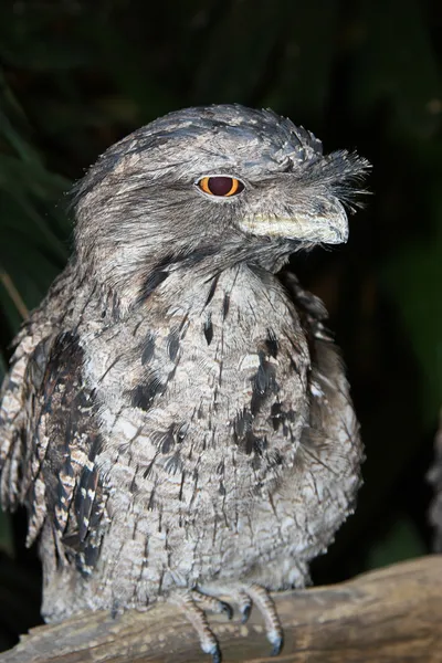 Frosch-Maul — Stockfoto