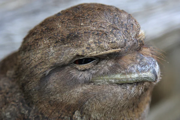 Tawny frogmouth — Stock Photo, Image