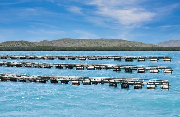 周五岛牡蛎养殖场， — 图库照片