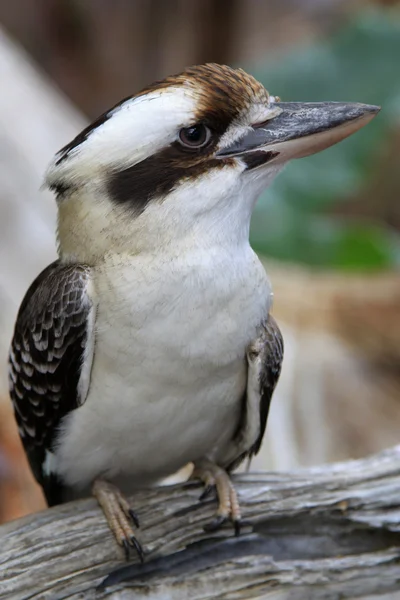 Kookaburra dziki — Zdjęcie stockowe