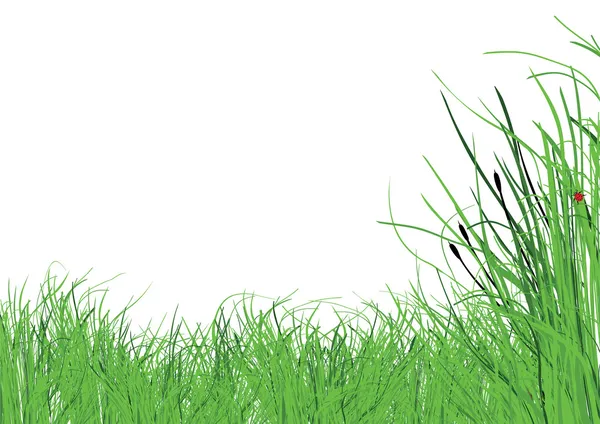 Gras op witte achtergrond — Stockvector