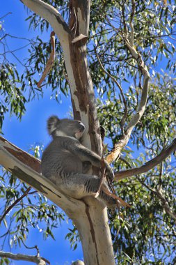 Koala içinde sakız ağacı