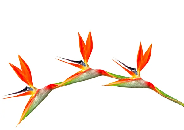 Bird of paradise flowers arching — Stock Photo, Image