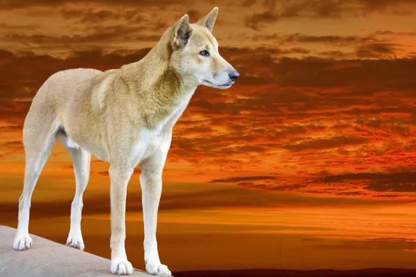 Dingo in de zonsondergang — Stockfoto