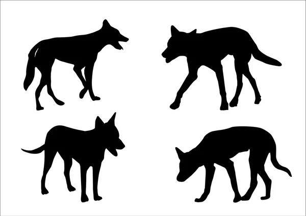 Dingo australien — Image vectorielle