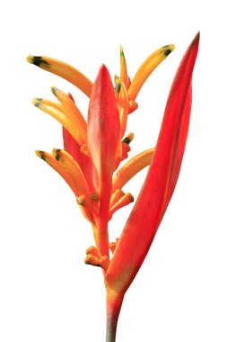 Tek tropikal çiçek heliconia